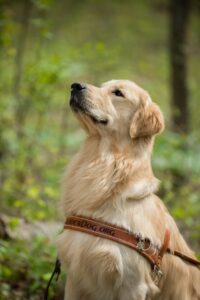 Golden retriever Leader Dog seated in a wooded area