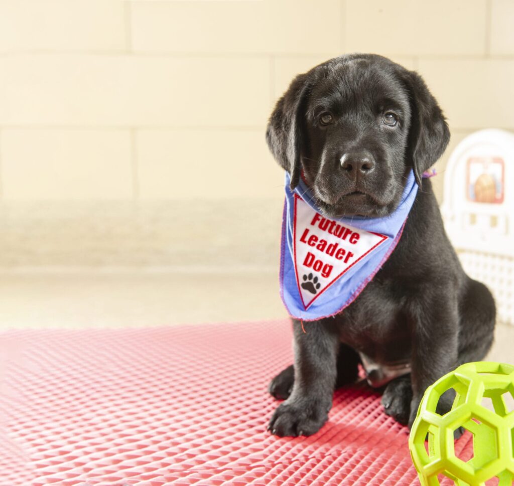 Change Lives: Become a Future Leader Dog Puppy Raiser