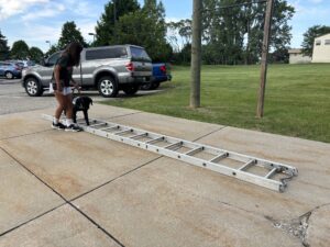 A girl walks her Future Leader Dog through a metal ladder that is lying flat on the ground.