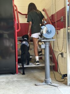 A young woman starts walking up grated emergency steps next to a black Labrador. The dog is wearing a light blue Future Leader Dog vest. The young woman is holding onto the dog's leash.