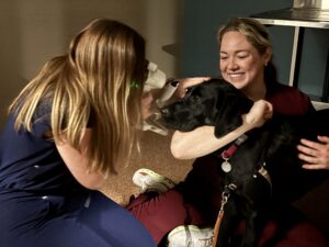 Two people performing an eye exam on a black Labrador retriever. One person holds the dog, smiling while the other person is examining the dog's eye.