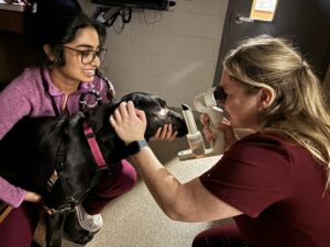 Two people examining the eye of a black Labrador retriever. 