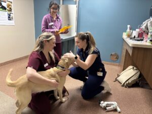 Three people in veterinary scrubs examine a yellow Labrador retriever. One person is examining the dog's eye, the second is holding the dog and the third is writing on a clipboard.