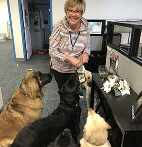 A woman standing inside an office smiling for the picture holding a bag of treats in her hand. Sitting on the floor in front of her and looking intently at the treat bag are a Shepherd mix, plus one yellow and two black Labrador retrievers.