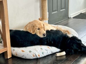 A golden retriever and a black Lab/golden retriever lay on a doggy bed together. The yellow dog has its head over the black dog's body. 