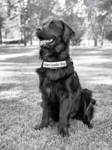 A black and white photo of a black Lab/golden retriever cross dog wearing a Future Leader Dog vest. The dog sits nicely on a grassy area and looks off to the side.