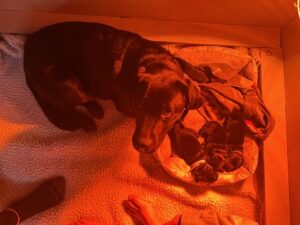 A black Labrador lying under a red warming lamp with a litter of puppies.