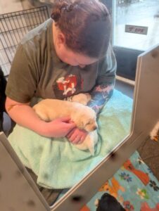 A person with a tattooed arm gently cradles two small, yellow Lab puppies wrapped in a green towel, sitting indoors.