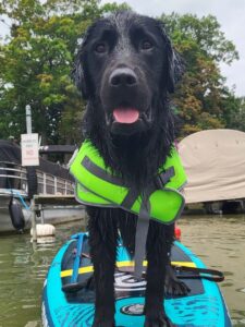 A black Lab and golden retriever cross wearing a doggy lifejacket and standing on a paddleboard on a lake. The dog is wet and looks toward the camera happily. 