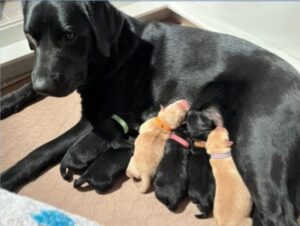 A black Labrador retriever, laying inside a whelp box feeding her litter of six black and gold Labrador retriever puppies.