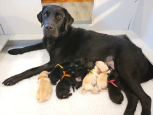 A black Labrador retriever laying inside of a whelping box feeding a litter of eight black and golden colored puppies.