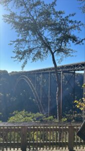 Scenic view of the New River Gorge Bridge framed by a tree, under a clear blue sky, showcasing the natural beauty and architectural marvel in West Virginia's Appalachian Mountains.