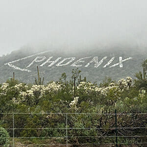 Phoenix sign on trees