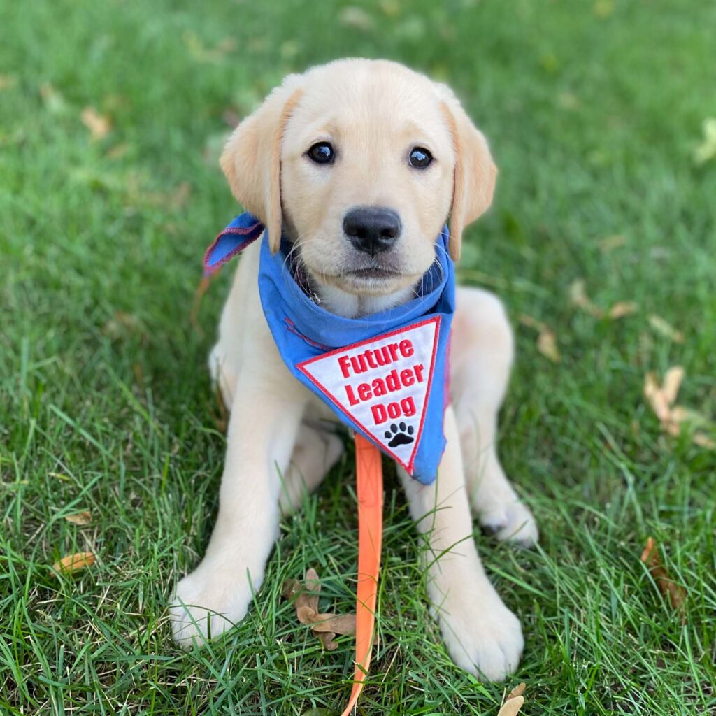 A New Purpose, A Loyal Companion: Retirees Invited to Raise Future Leader Dogs  