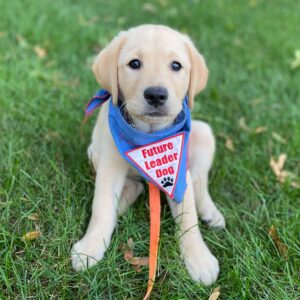 A golden Labrador puppy wearing a blue bandana with the words "Future Leader Dog" sits on green grass.