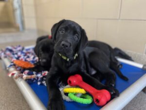 multiple black Labrador puppies resting on a blue dog bed with colorful chew toys, including a red bone and a green ring, in a cozy indoor setting. One puppy is at the center and staring at the camera alert.