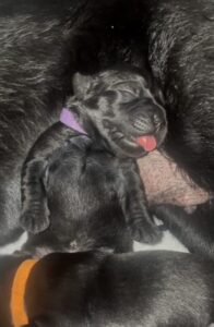 A black puppy with a purple collar sleeps contentedly against another dog, tongue out, in a cozy embrace.