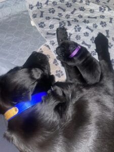 A black Labrador puppy lying across an adult black lab on a gray blanket with a paw print pattern.
