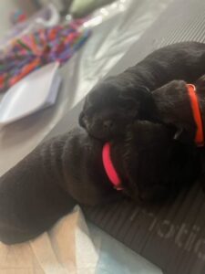 Two newborn puppies wearing orange and pink collars, cuddling together on a soft surface.