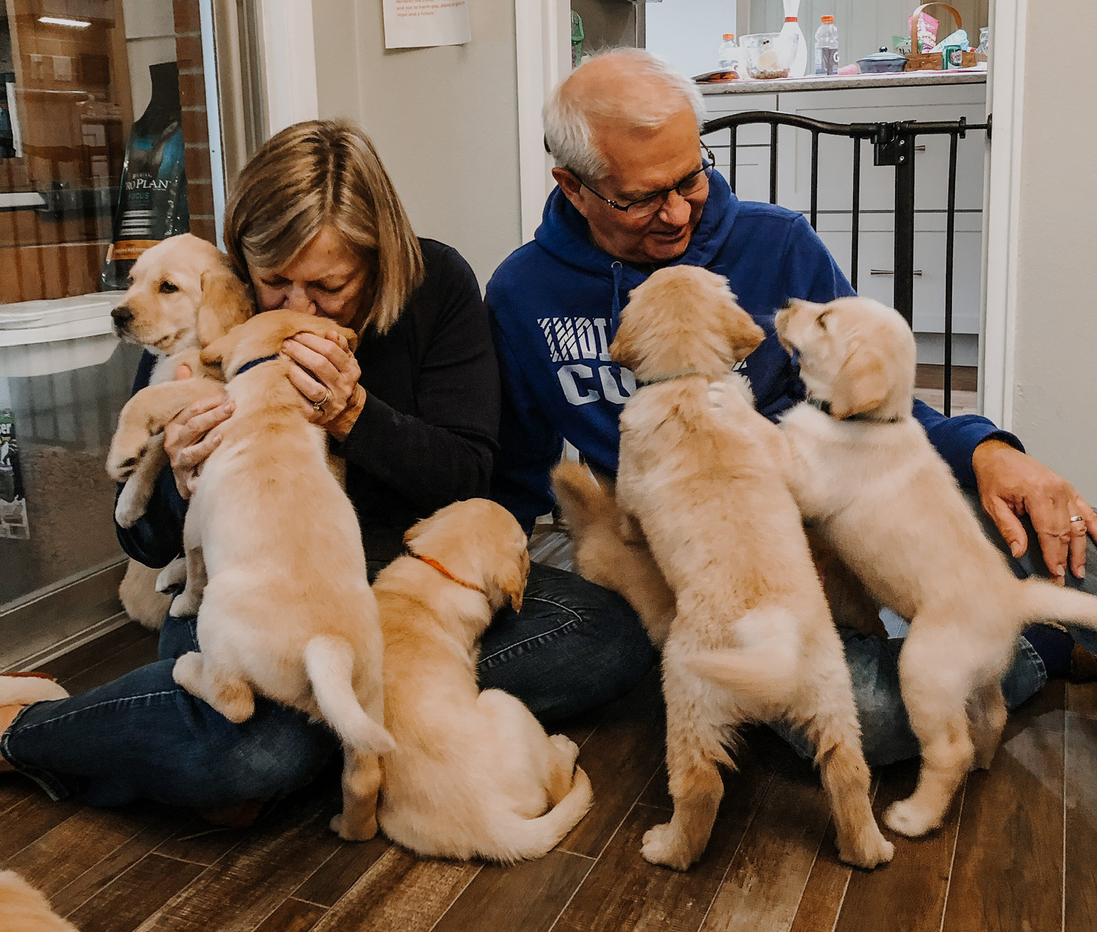 Two people are seated on the floor surrounded by playful golden retriever puppies.