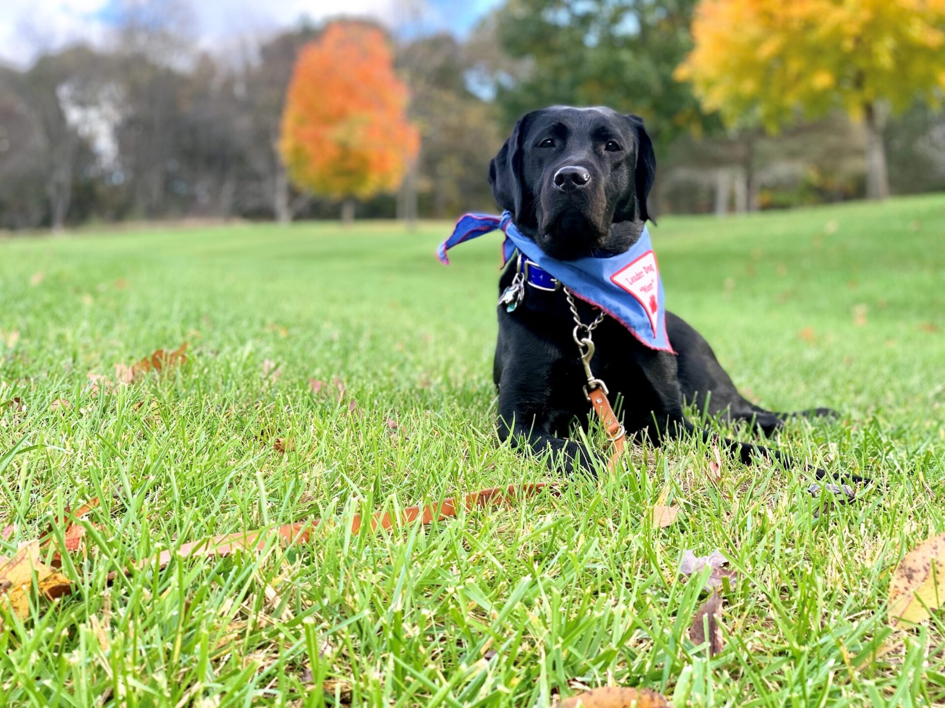 A black dog wearing a colorful bandana lounges on a grassy field surrounded by autumn foliage.