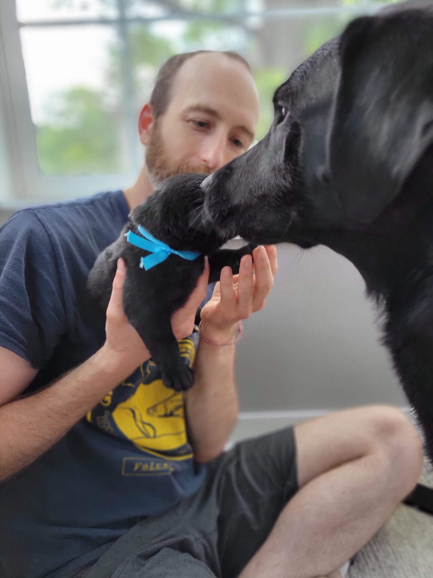 A person gently holds a small black puppy while an adult dog curiously interacts with them.