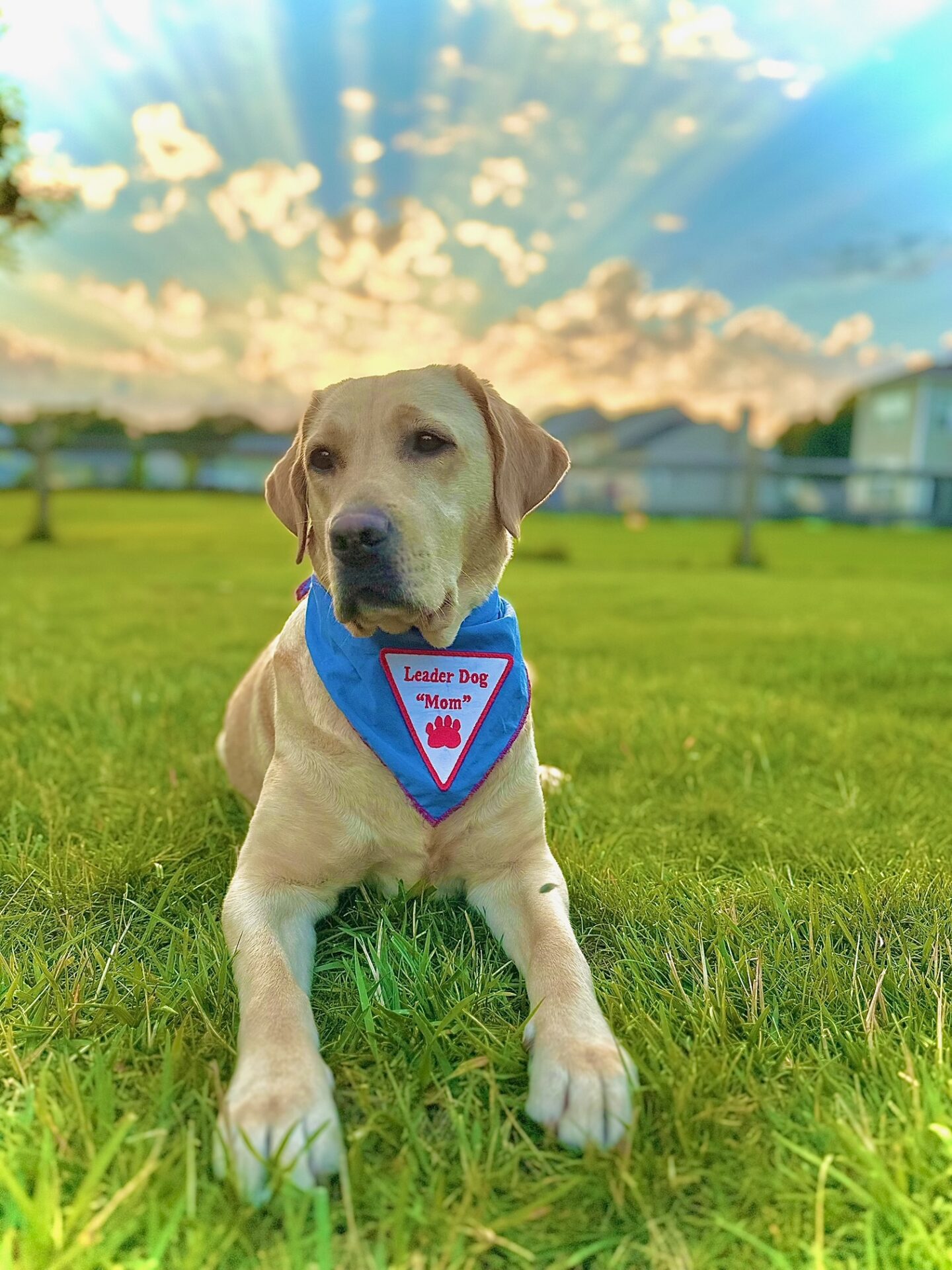 A Labrador Retriever wearing a blue bandana with the phrase "Leader Dog Mom" relaxes on lush green grass under a dramatic sky.