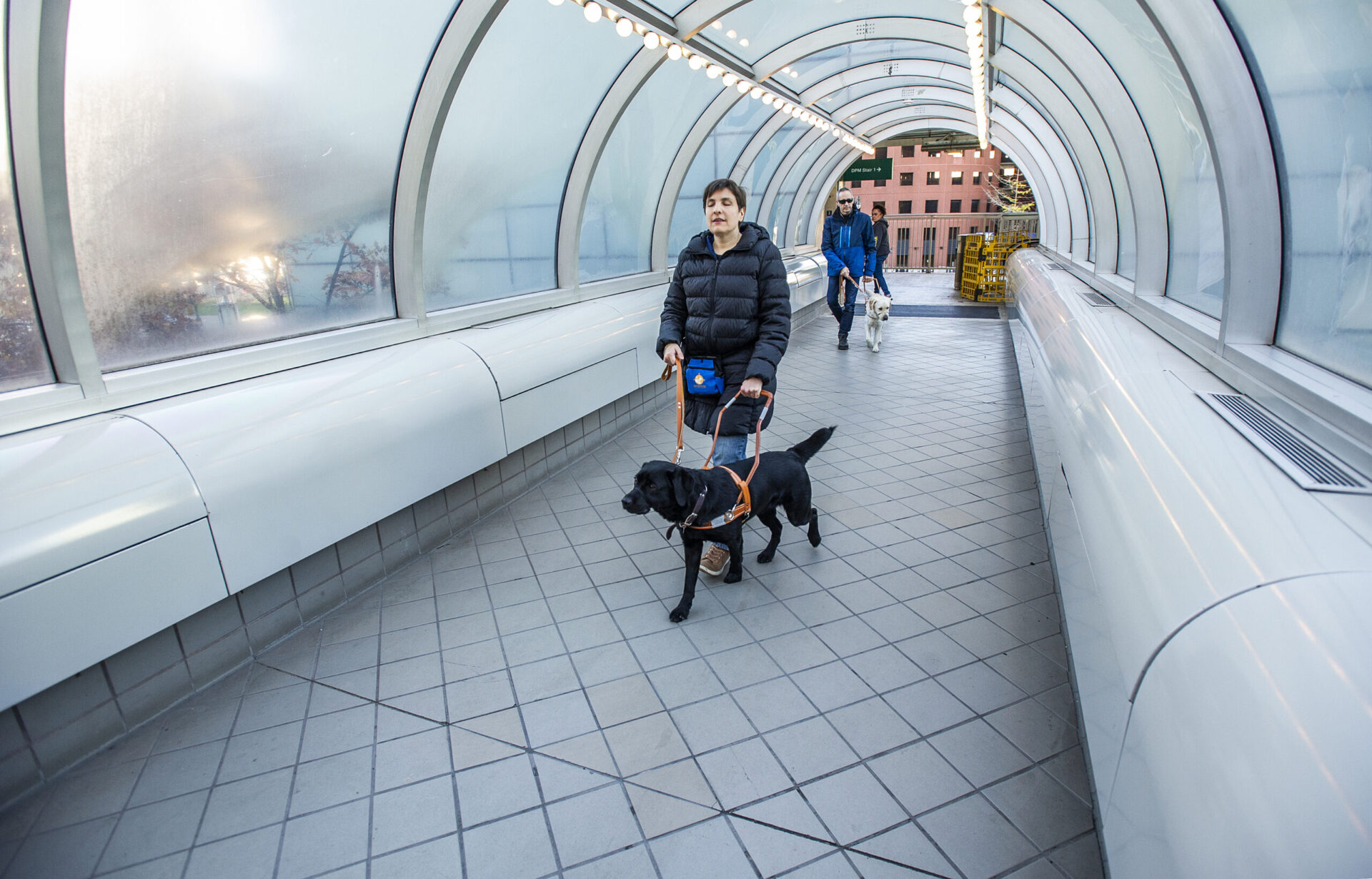 A person walks a black dog through a modern, enclosed walkway with curved glass and a tiled floor.