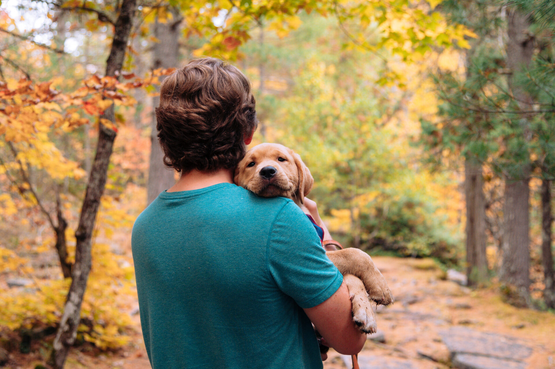 A person holds a puppy close while surrounded by vibrant autumn foliage in a forest setting.
