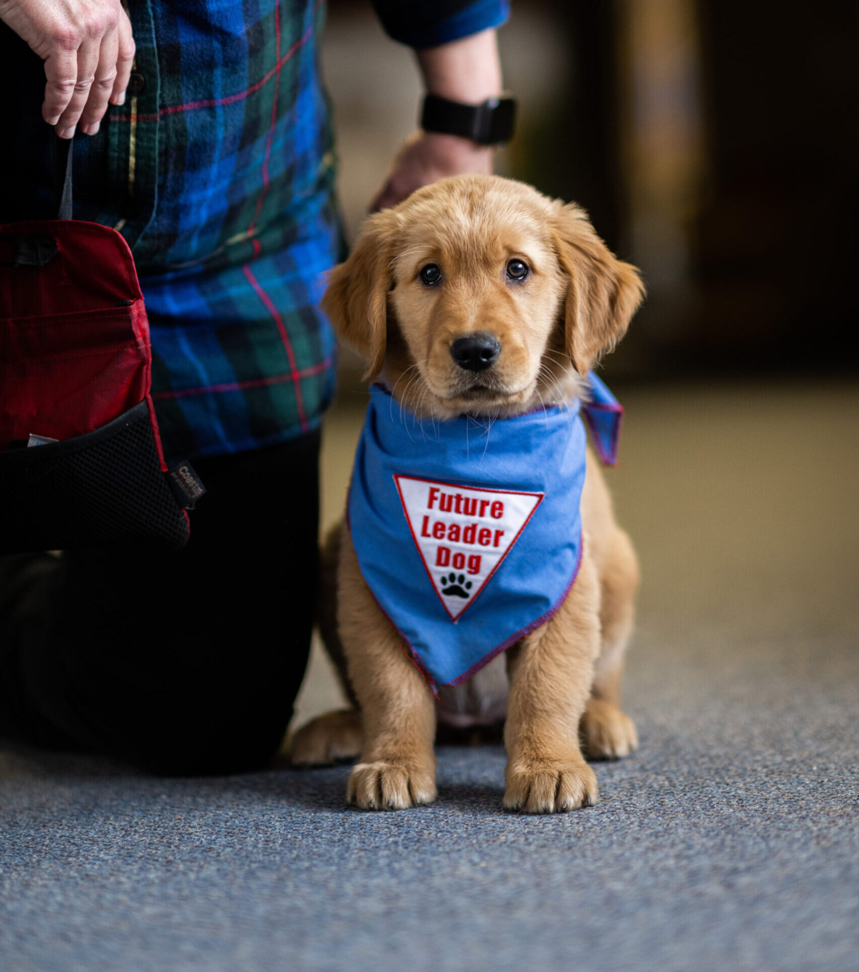 Golden puppy with an innocent look wearing a Future Leader Dog bandana