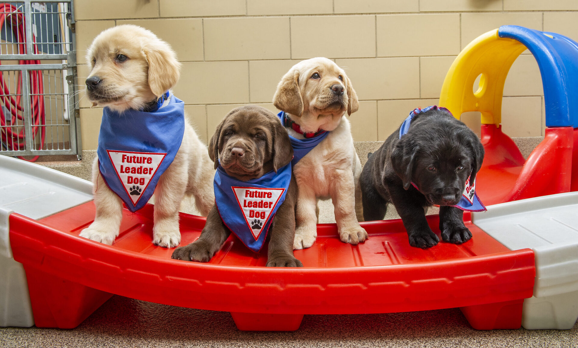Adorable puppies wearing blue bandanas that read "Future Leader Dog" are playfully posed on a colorful play structure.