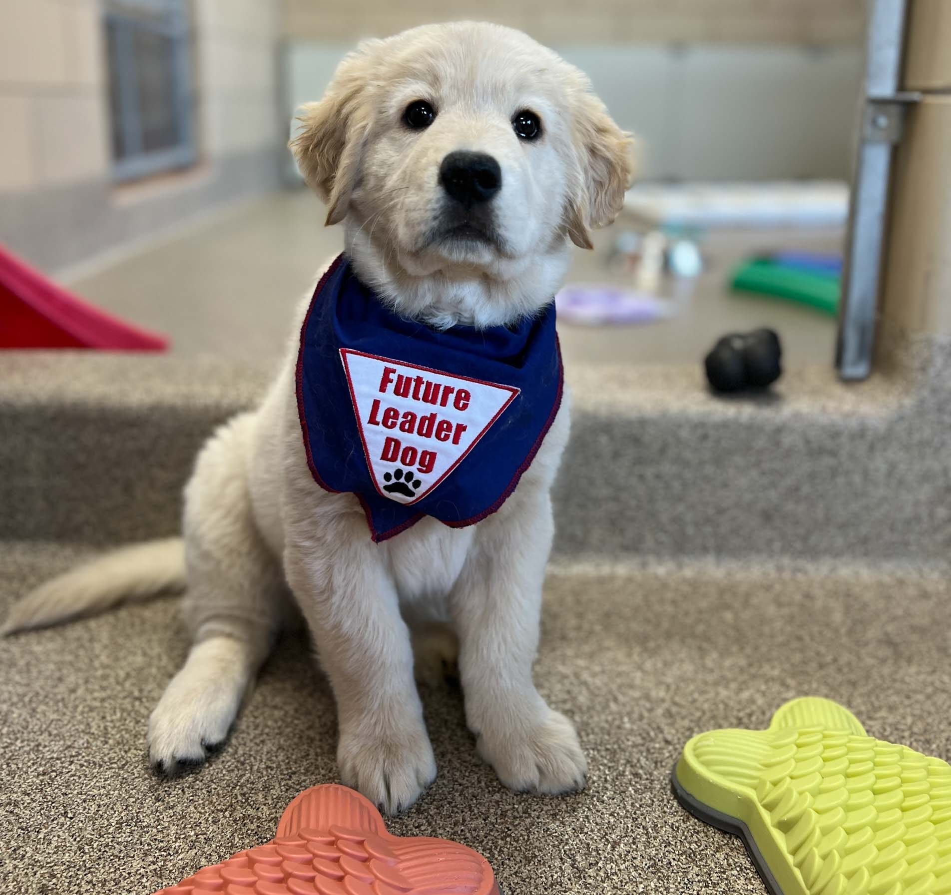 A golden retriever puppy wearing a blue bandana that says "Future Leader Dog" sits on a textured surface, surrounded by colorful toys.