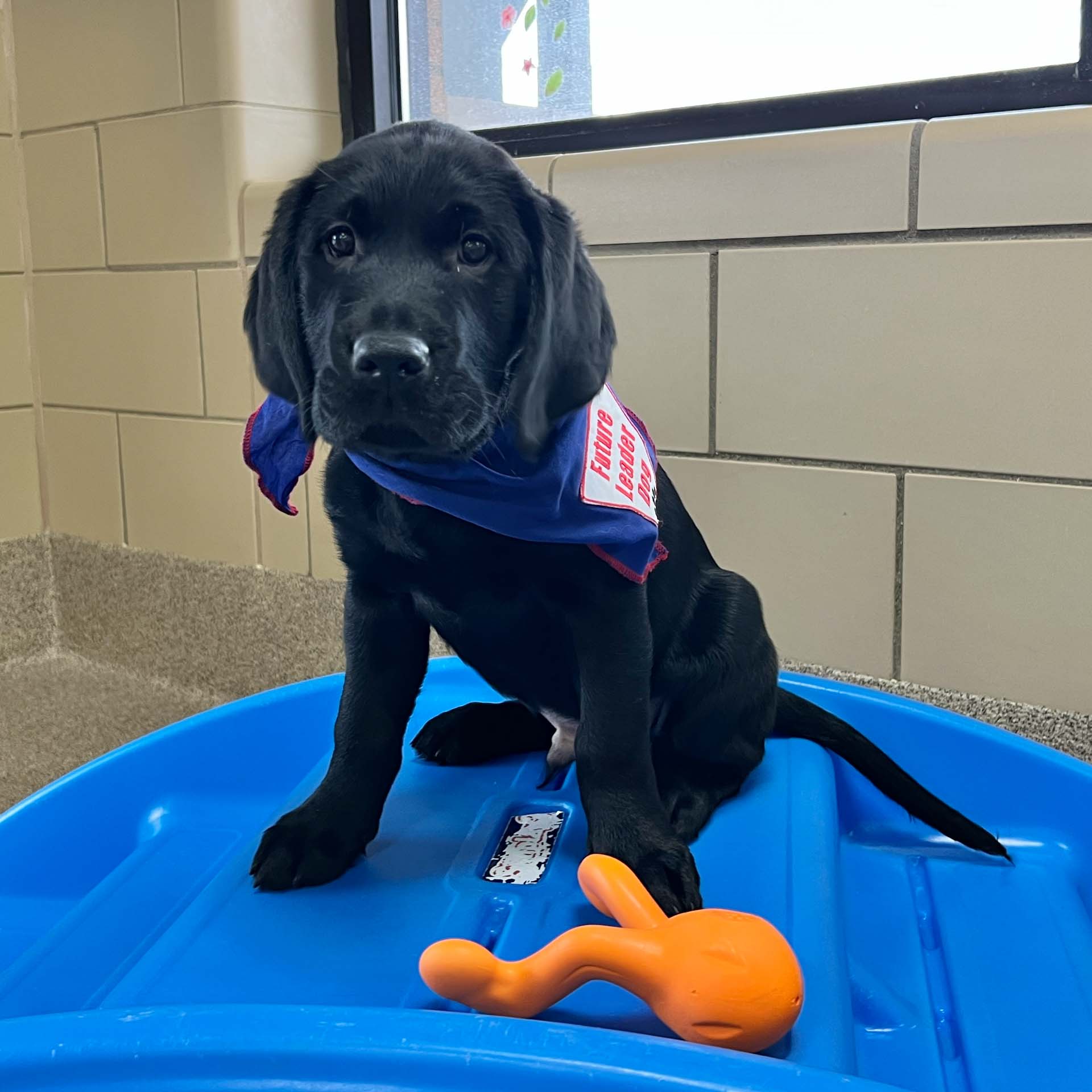 A black puppy wears a colorful bandana and sits playfully on a blue surface next to an orange toy.