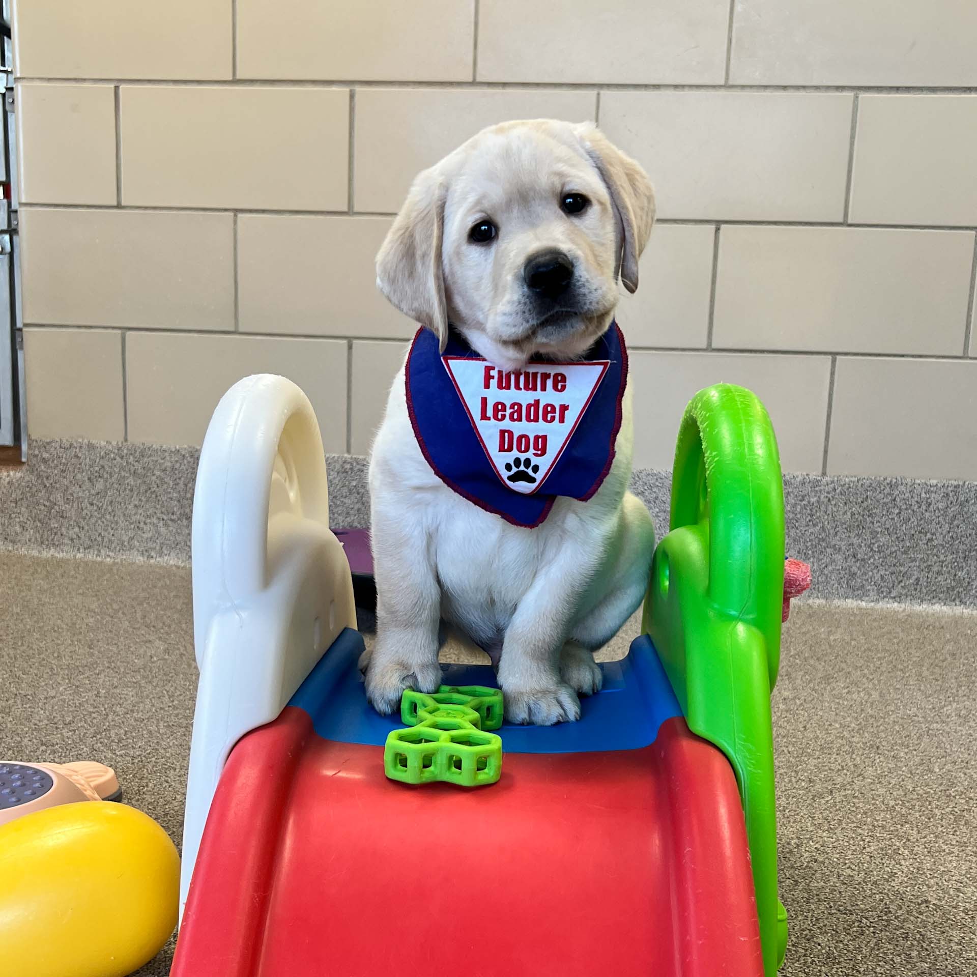A playful puppy wearing a "Future Leader Dog" bandana is perched atop a colorful slide.
