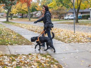 A person walks a black dog along a leaf-covered sidewalk in a neighborhood adorned with colorful autumn foliage.