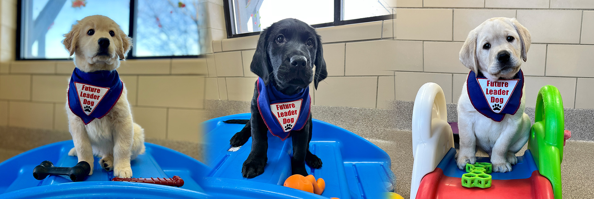 Three leader dog puppies in a collage of cuteness.