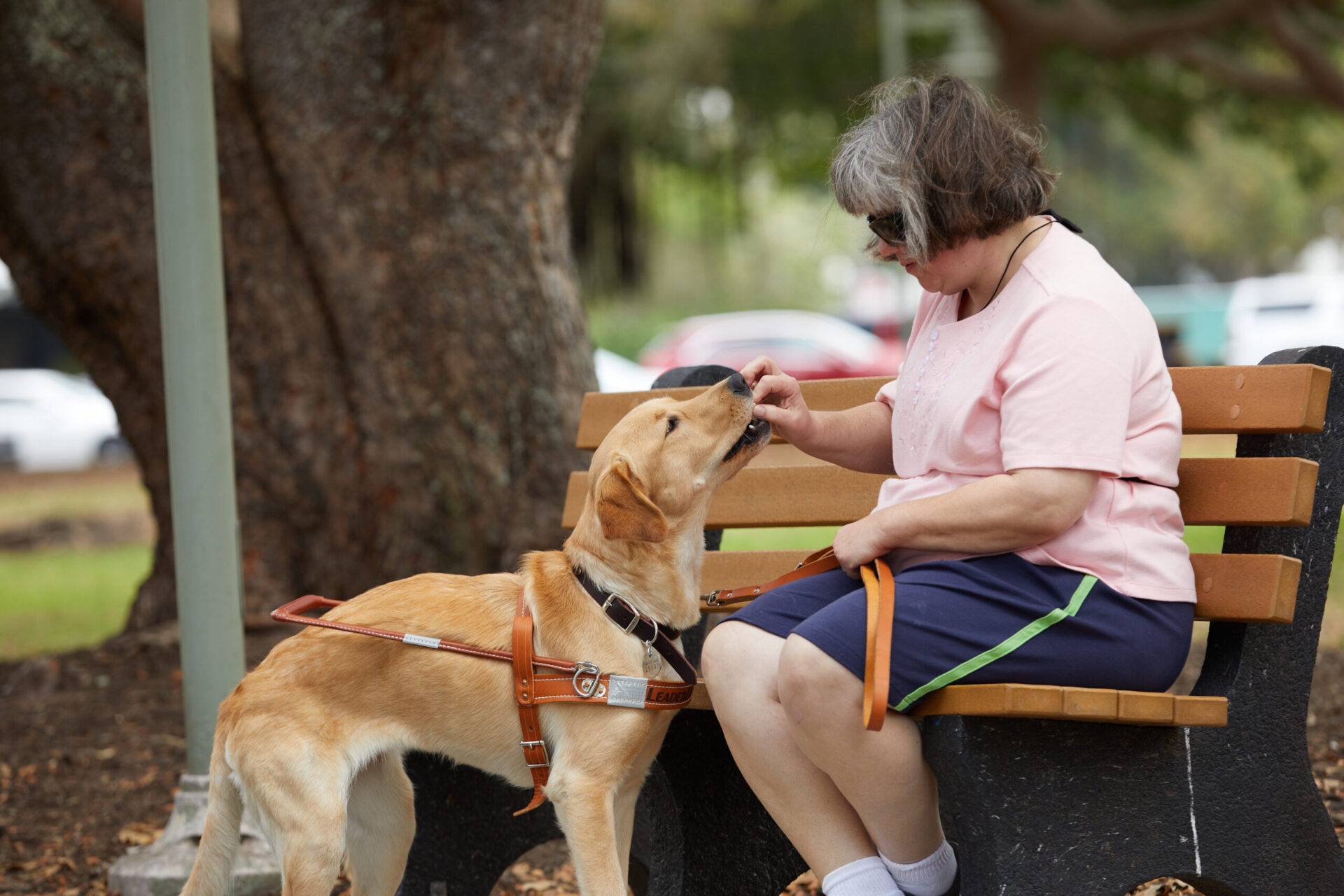 A woman sits on a bench feeding a treat to her yellow lab guide dog in harness.