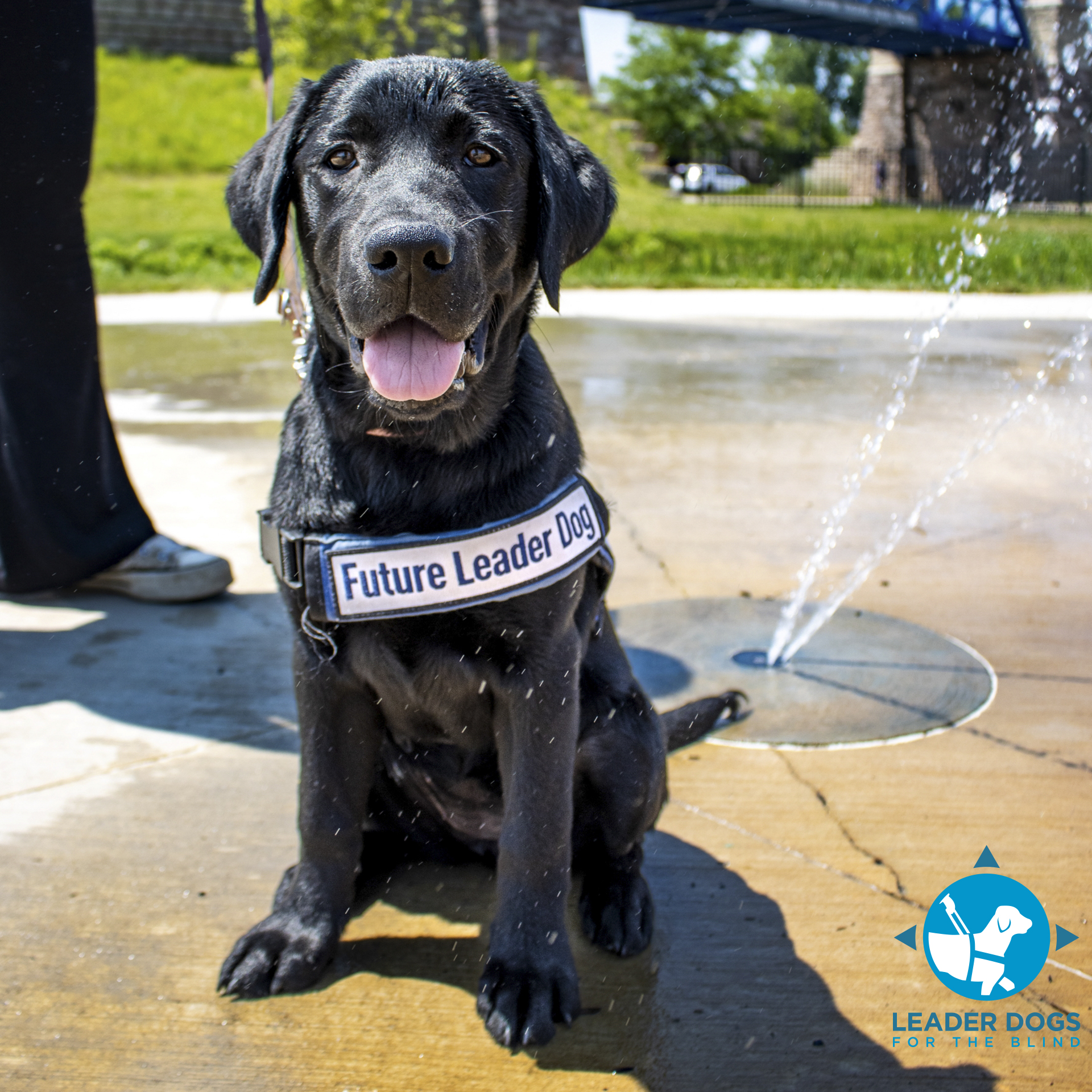 A black Labrador retriever puppy, wearing a harness labeled "Future Leader Dog," sits happily beside a water feature in a sunny outdoor setting.