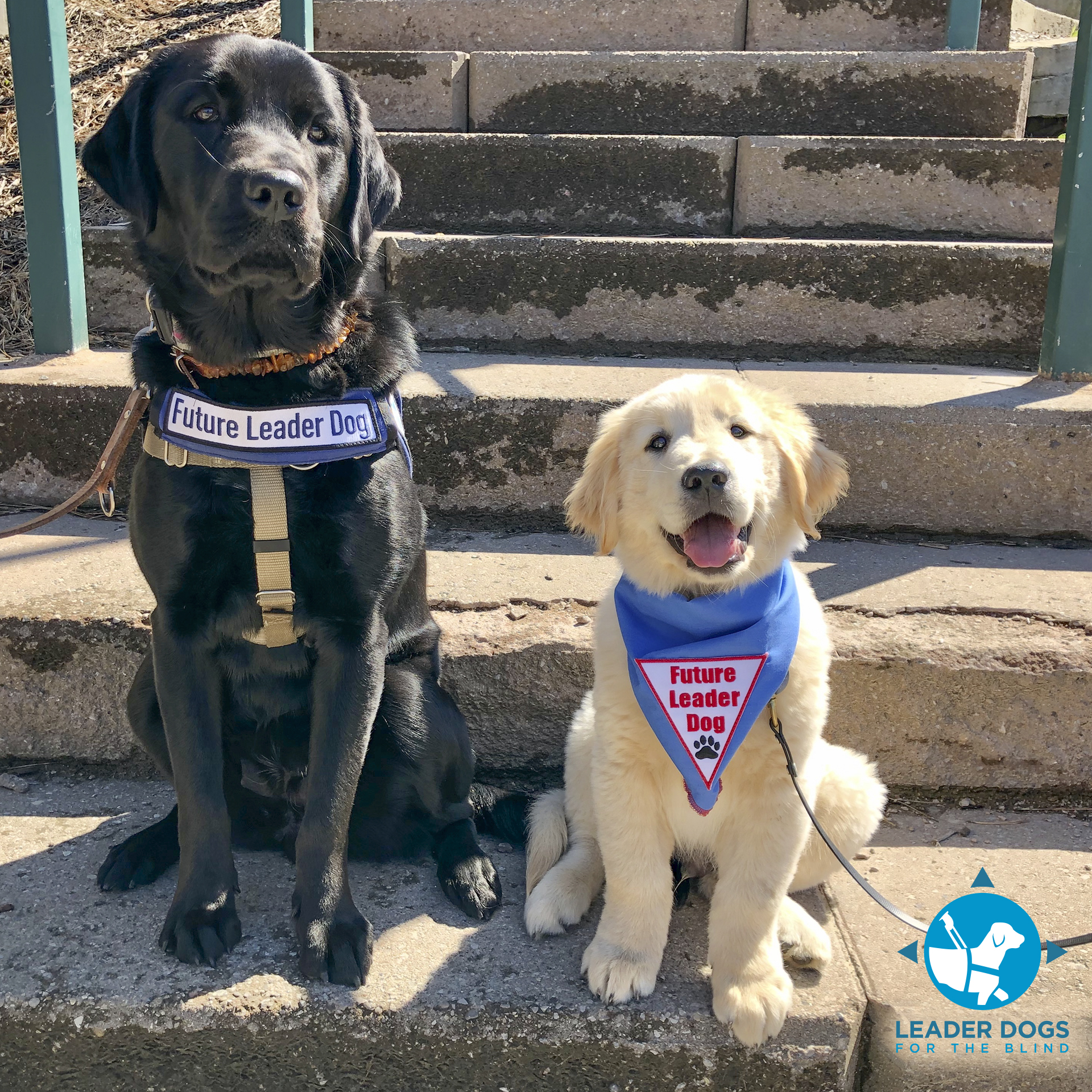 Two dogs, one a Labrador and the other a golden retriever puppy, sit side by side wearing blue and white vests that read "Future Leader Dogs."