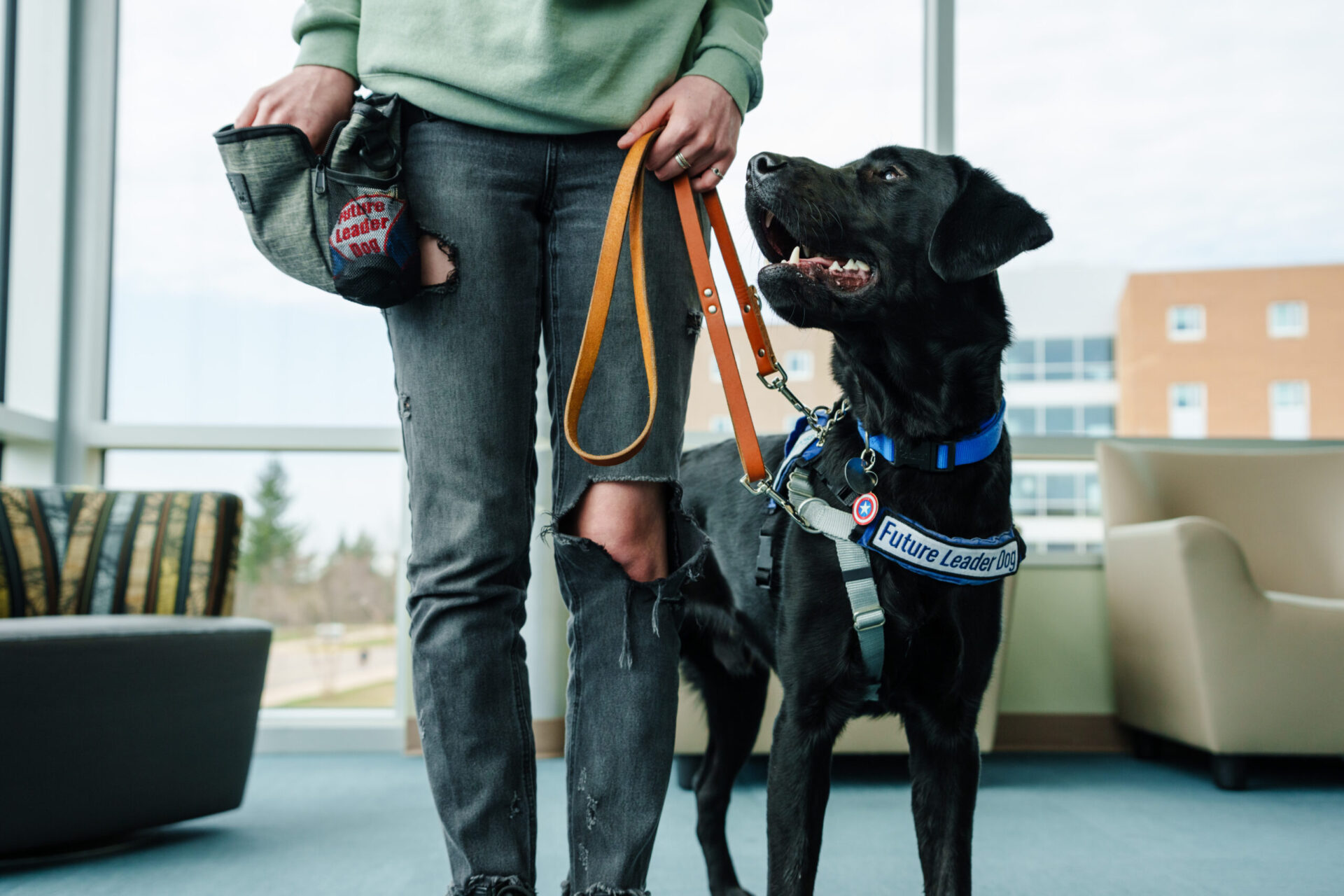 A black Labrador wearing a Future Leader Dog vest stands next to a person wearing a treat pouch. Only the person's legs and hands are visible. They are getting a treat while holding a leather leash, meanwhile the dog is looking up at the hand in the treat pouch with their mouth open.