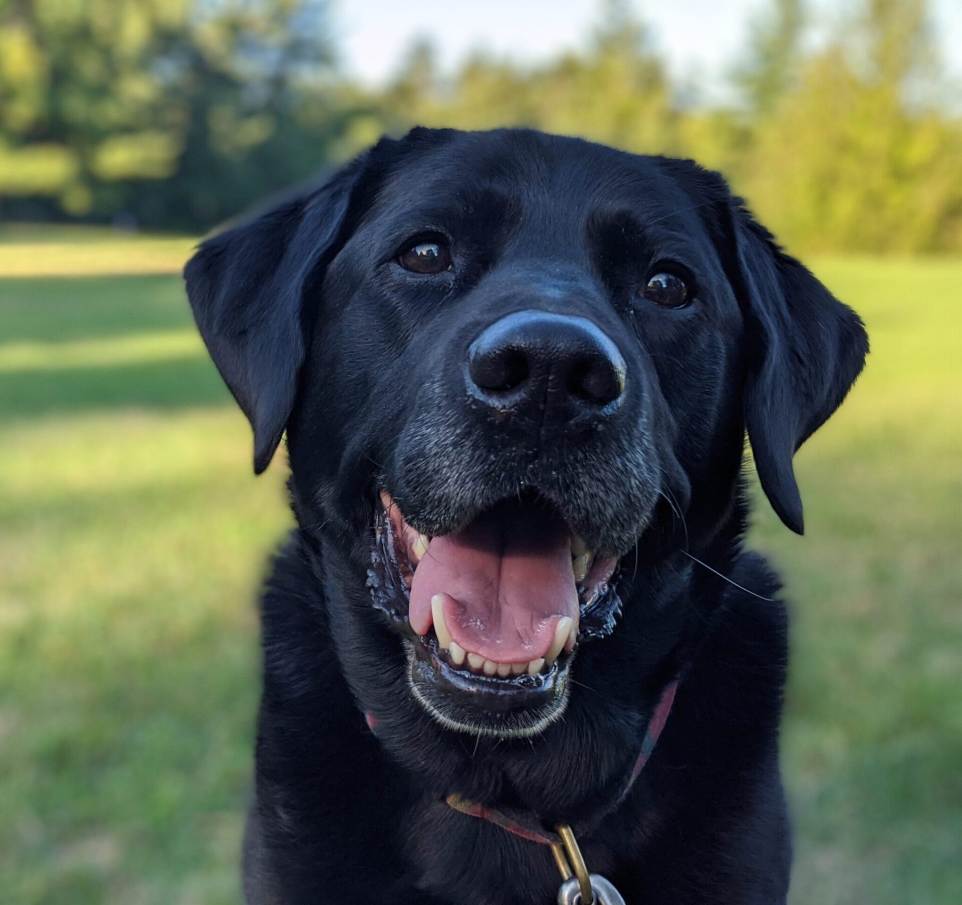 A black lab smiles toward the camera while in a grassy field.