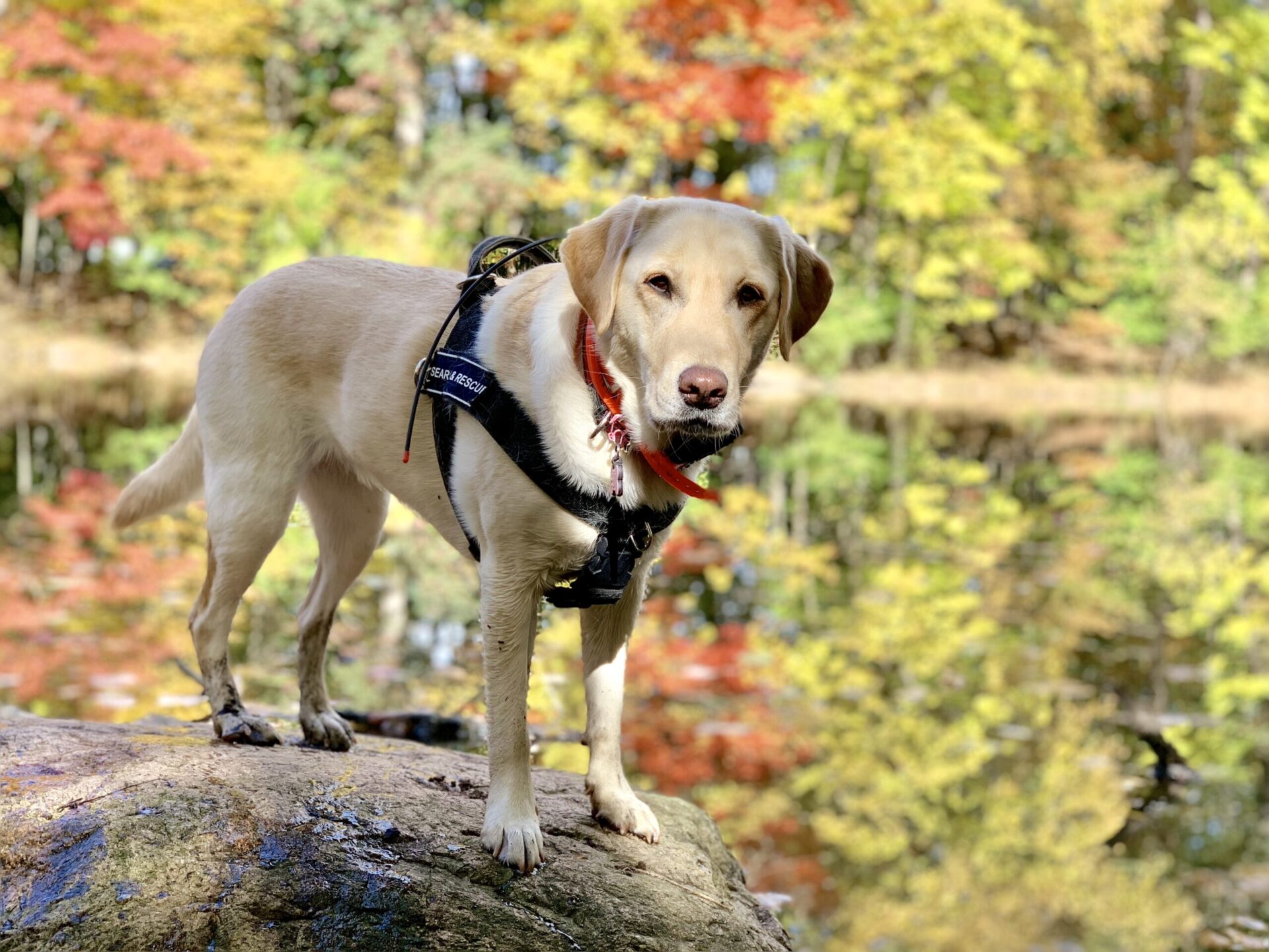 A yellow lab stands on a rock by a riverside surrounded by colorful trees. The dog is wearing a search and rescue harness.