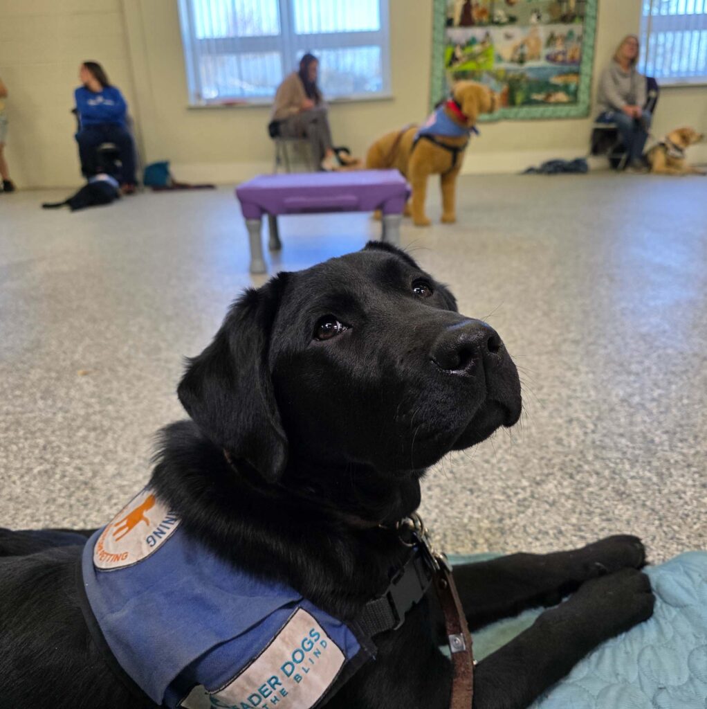 A black Labrador Retriever wearing a 