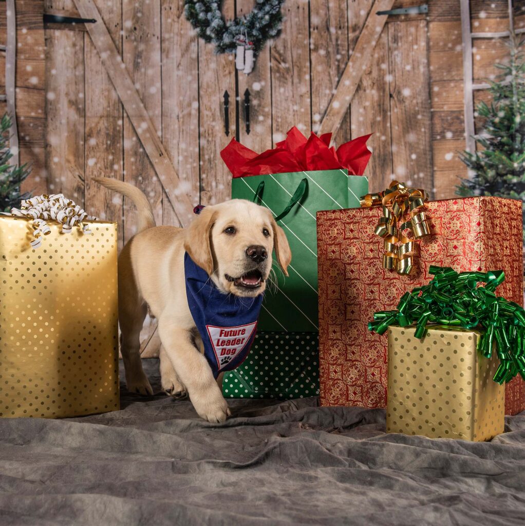 Staying Safe Through the HOWL-idays