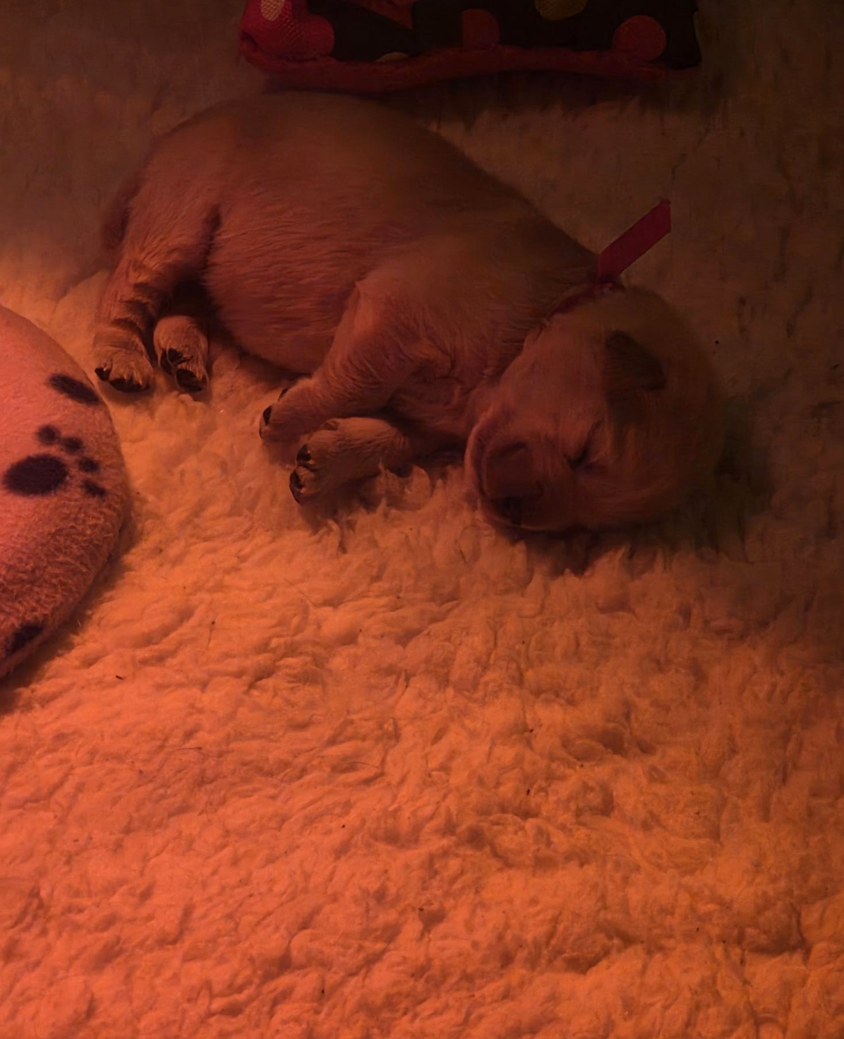A golden retriever puppy sleeping peacefully on a cream-colored sherpa blanket under warm orange lighting, lying on its side with paws stretched out and eyes closed in a relaxed position.