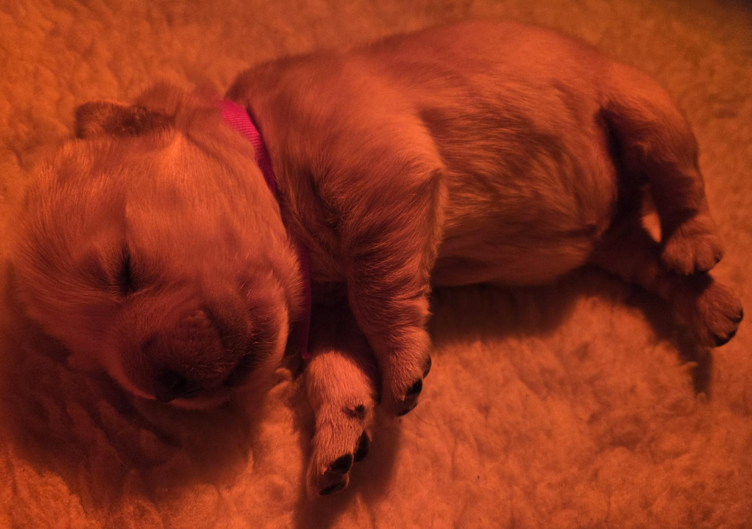 A golden retriever puppy curled up sleeping on a cream sherpa blanket, wearing a red collar, photographed from above under warm orange lighting.
