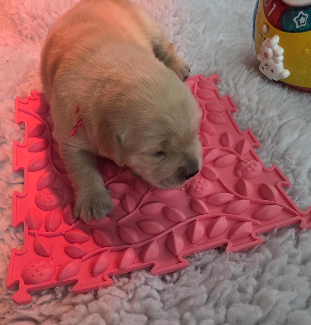 A golden retriever puppy wearing a pink collar investigates a bright pink puzzle mat toy while surrounded by soft blankets and other puppy toys.