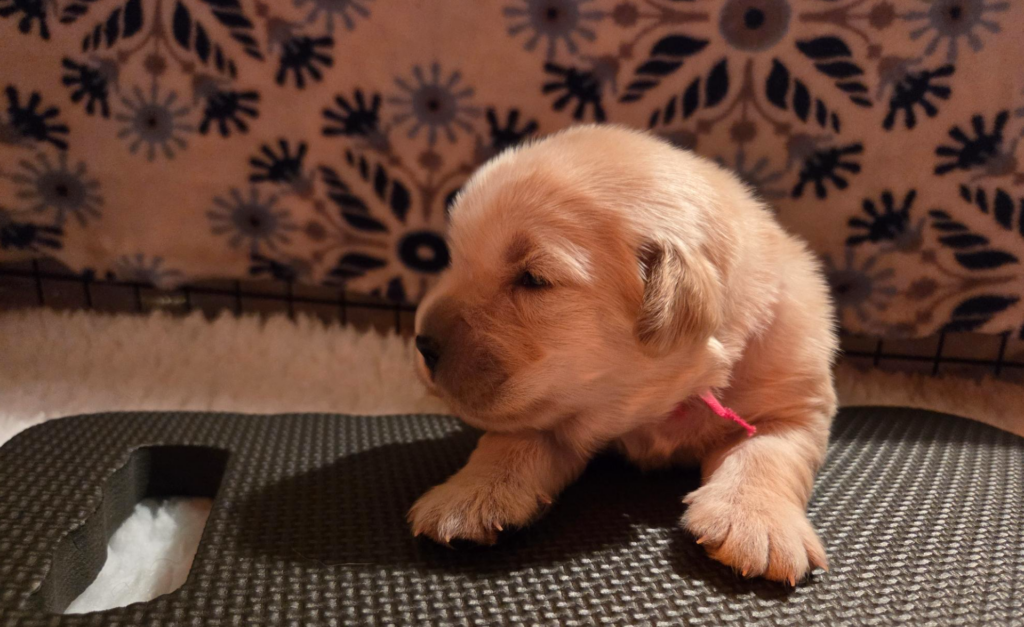 A golden retriever puppy wearing a pink collar lies on a dark textured mat in a play area, looking to the side with a patterned backdrop visible behind.