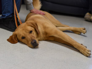A golden Labrador retriever lies comfortably on a floor, looking relaxed while being petted.