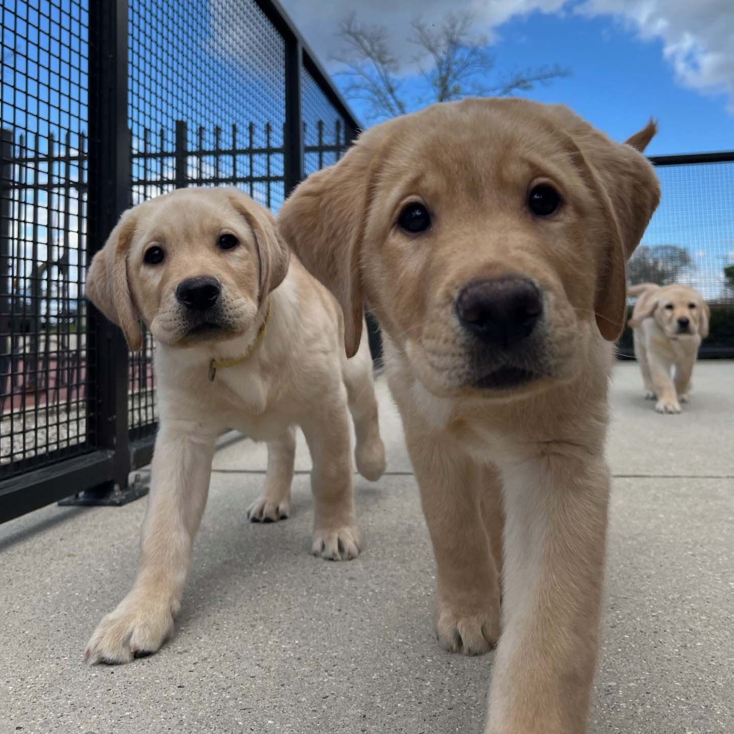 Two yellow lab puppies are walking toward the camera while in an outside enclosure.